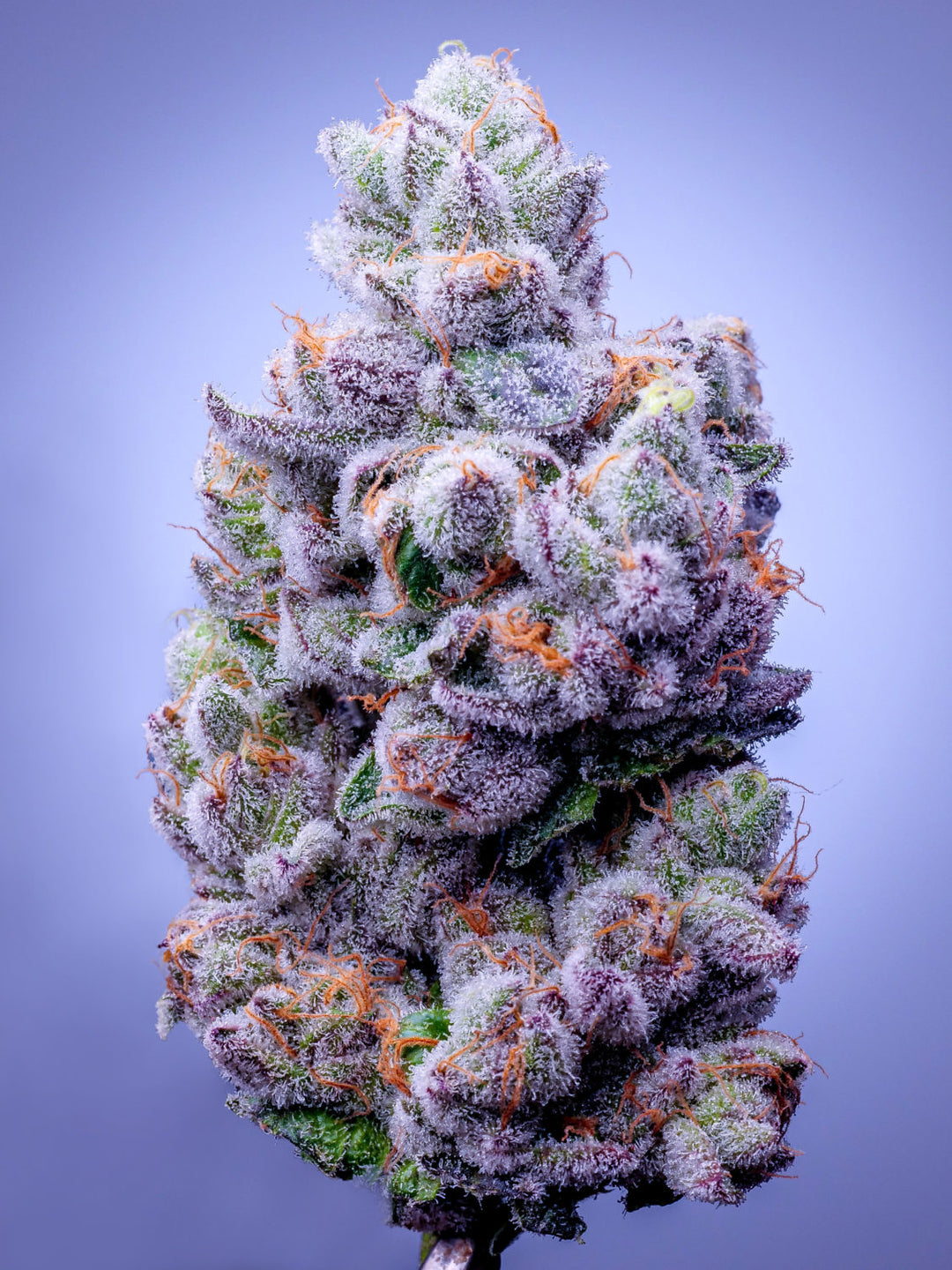 The Pandemic Picks: The Best Cannabis of Lockdown’s Six-Month Anniversary