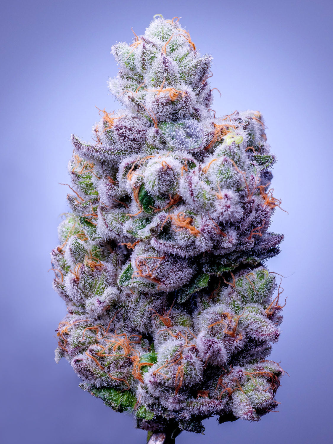 The Pandemic Picks: The Best Cannabis of Lockdown’s Six-Month Anniversary