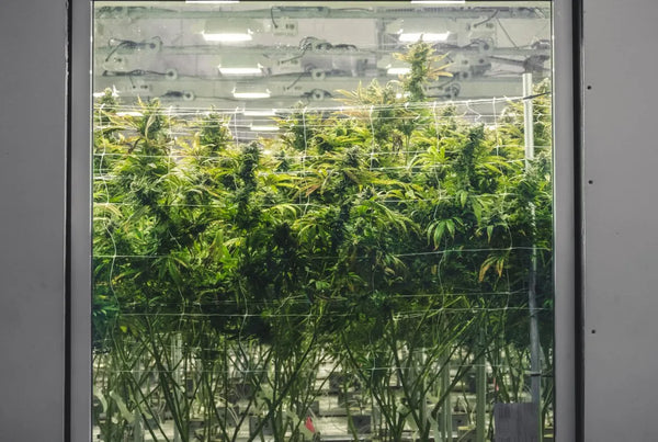 Your Highness botanical expertise