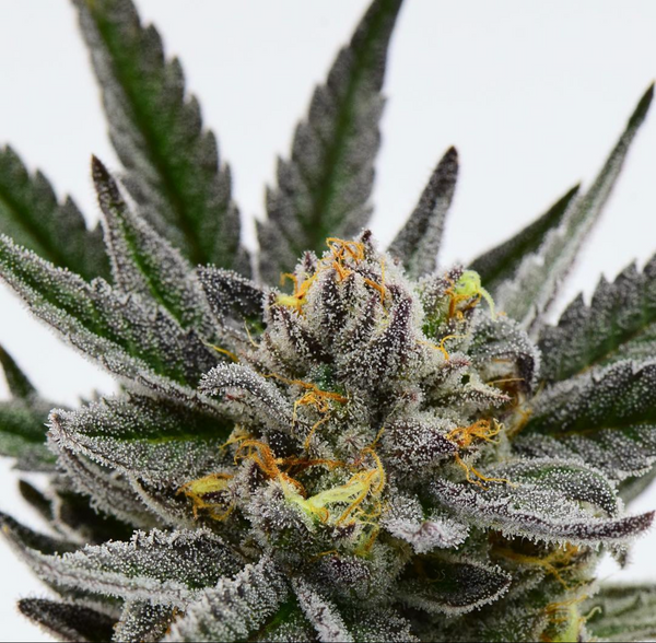 Post by Tropical Pressure Macro